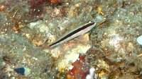 090 Gobie raye (Gobius vittatus)